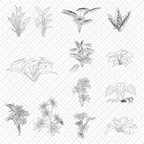 Cad Tropical Vegetation Tropical Landscape Design Big Leaf Plants