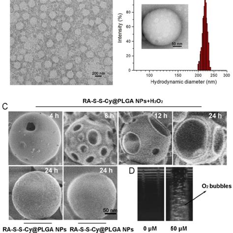 A Tem Micrographs Of Ra S S Cy Plga Nps Scale Bar Nm B Size