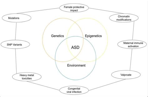 A Diagrammatical Representation Of The Pathogenesis Of Asd Download Scientific Diagram