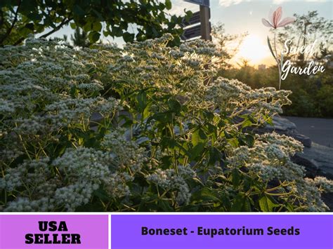 Seeds Boneset Eupatorium Seeds Herbs Authentic Vegetable Asian