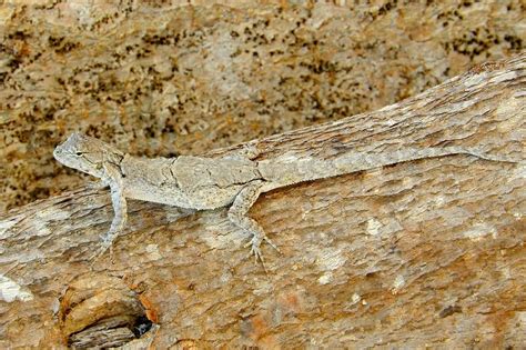 Tropical tree lizard from Mazatlán Sin México on June 2 2018 at 12