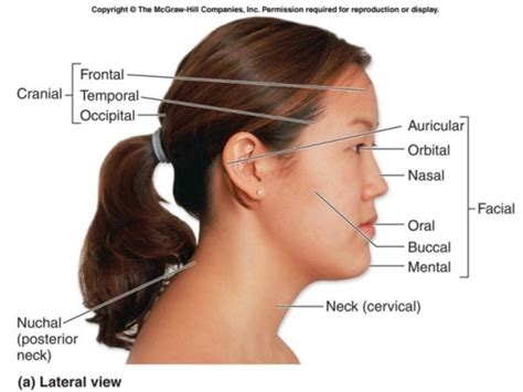 Surface Anatomy Of Face Anatomy Book