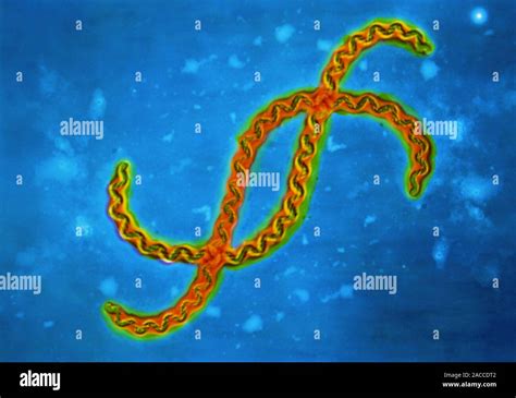 False Colour Transmission Electron Micrograph TEM Of Leptospira