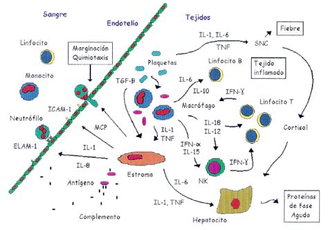 Celulas Que Participan En La Respuesta Inmune Compartir Celular