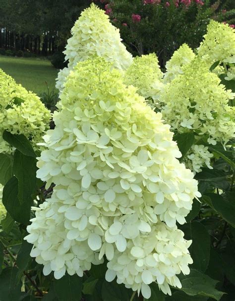 Гортензия метельчатая 'Magical Moonlight' | Святовит