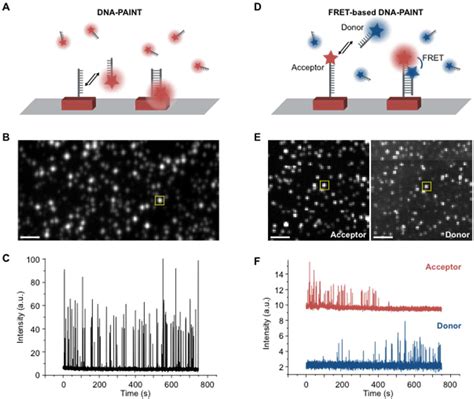 Figure 1 From Fast Background Free DNA PAINT Imaging Using FRET Based