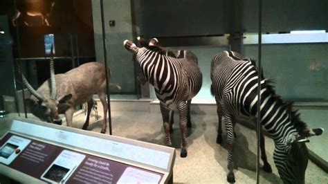 Hall Of Mammals Exhibit At The Smithsonian Museum Of Natural History