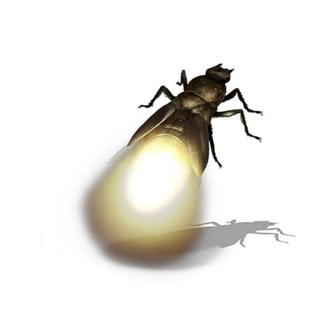 True Bug Png Transparent Image Png Mart