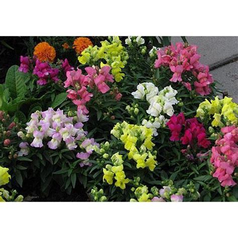 Купить Львиный Зев (Ротики садовые) Радуга смесь Цена, фото, описание ...