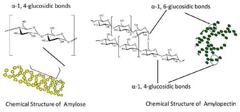 chemical structure  starch  amylose  amylopectin