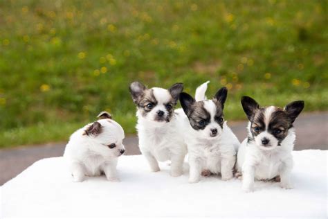 Training papillon puppies - Sharda Bakers Dog World