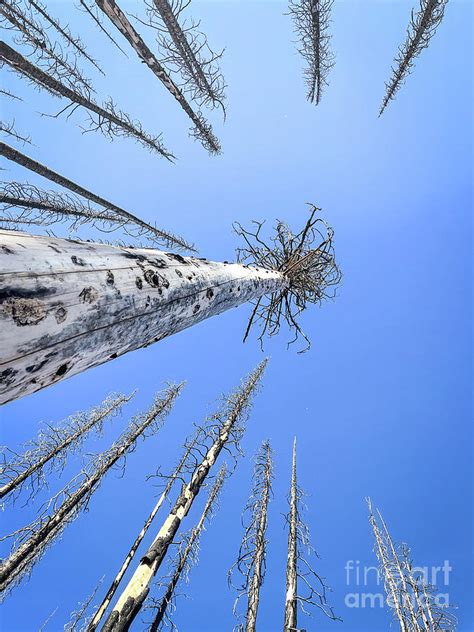 Touch The Sky Photograph By Kelly Sedgwick Fine Art America