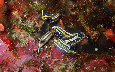 Diverse Underwater Life Of The Premuda Archipelago Premuda Diving