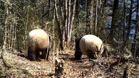 Two Wild Giant Pandas Strolling Together As If On A Date Captured On Camera In Chinas Sichuan