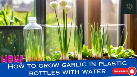 How To Grow Garlic In Plastic Bottles With Water For Many Bulbs And