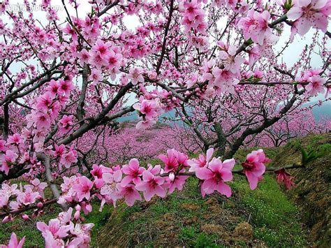 Best Places to See Chengdu Spring Flowers - Sichuan Travel - China ...