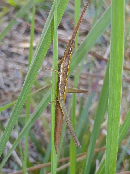 Long Headed Toothpick Grasshopper Project Noah