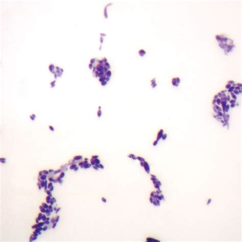 Budding Yeast, w.m. Microscope Slide | Carolina Biological Supply