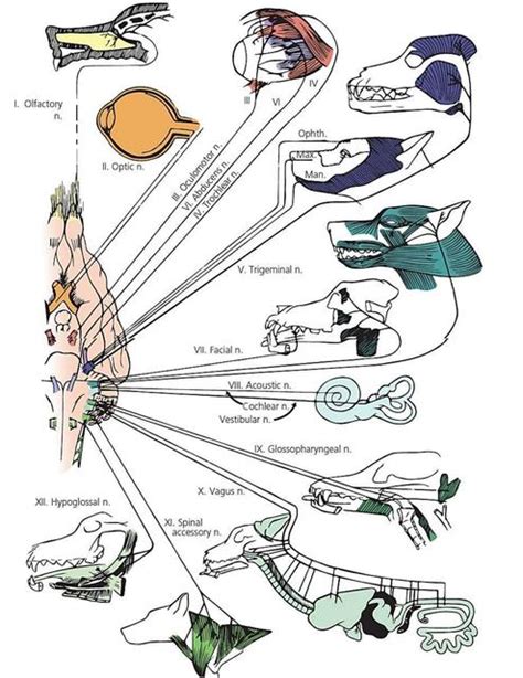 Origen Y Distribuci N Principal De Los Nervios Craneales En El Perro