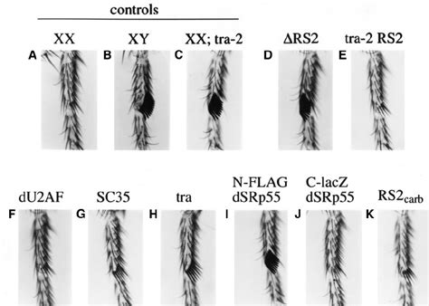 Differentiation Of Bs In Transgenic Lines Male Bs And