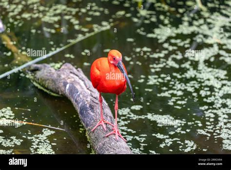 Le Vibrant Ibis Scarlet Situ Dans Les Zones Humides D Am Rique Du Sud