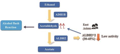 ALDH2 - Creative Enzymes