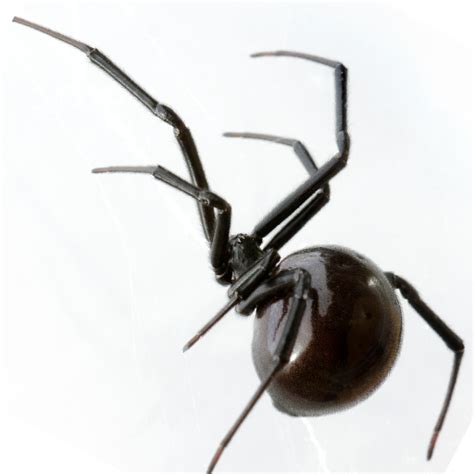 Black Widow Control Frisco Dancan Pest Control