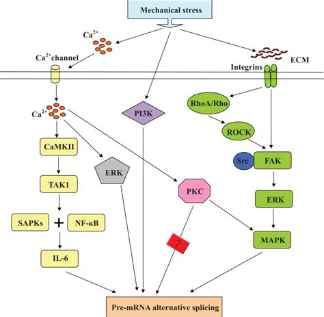 Phosphorylation Pathway