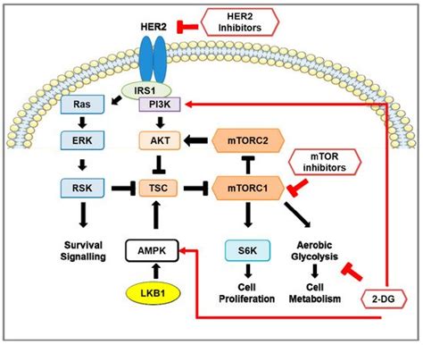 Her2 Positive Breast Cancer Encyclopedia Mdpi