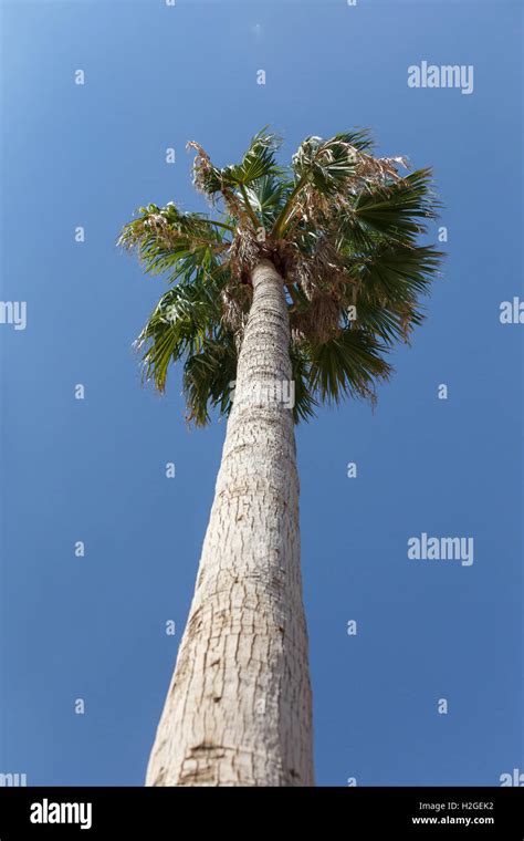 Tall Coconut Tree With Sunny Blue Sky Stock Photo Alamy