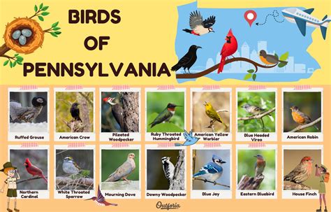 Pennsylvania Birds Identification Chart