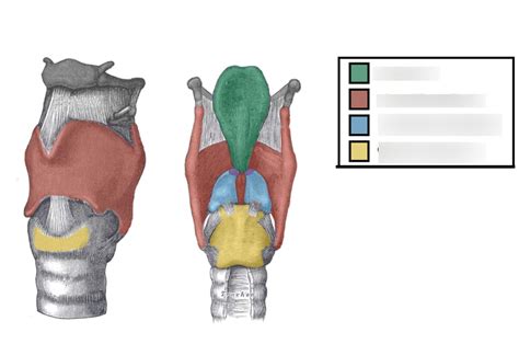 ANS206 Larynx Cartilage Diagram Diagram Quizlet