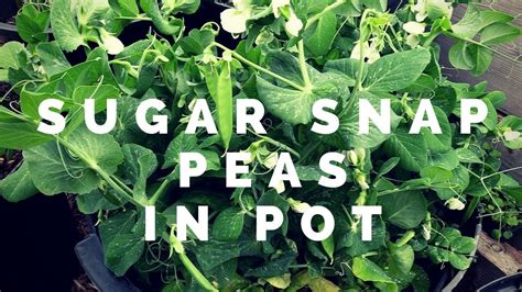 Grow Sugar Snap Peas In Pots Youtube