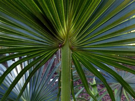 Livistona Australis Rbr Mart 1838 Arecaceae A Photo On Flickriver