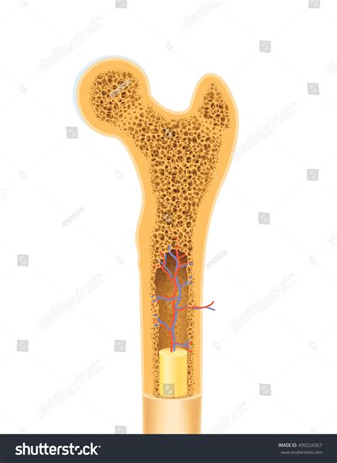 Anatomy Human Bone Spongy Structure Vector Stock Vector (Royalty Free ...