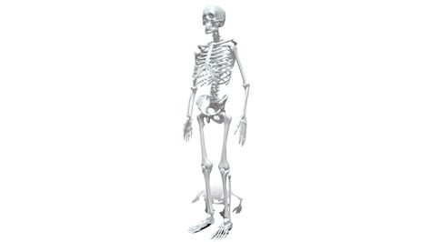 3D Human anatomy skeleton model - TurboSquid 2069431