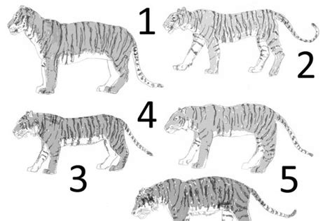 Tiger Subspecies Comparison