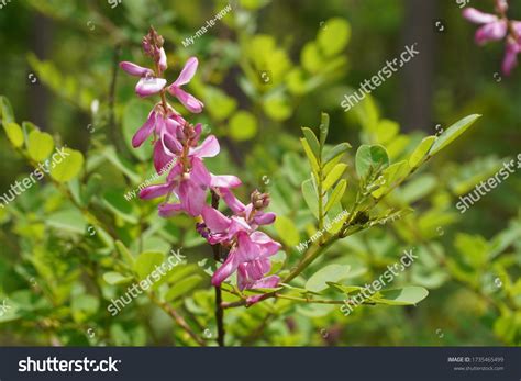 240 Indigofera Tinctoria Stock Photos, Images & Photography | Shutterstock