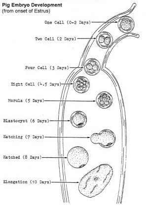 Pig Embryo Development