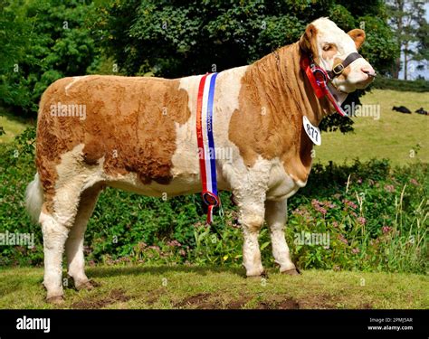 Domestic cattle, Simmental, show champion with sash and rosettes ...