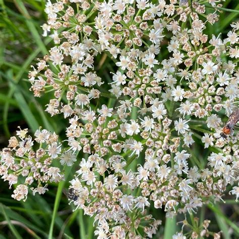 Photo Berce Commune Patte D Ours Heracleum Sphondylium