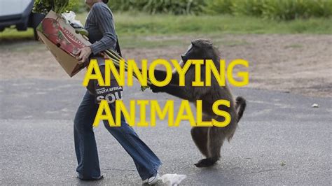 ANNOYING ANIMALS - YouTube