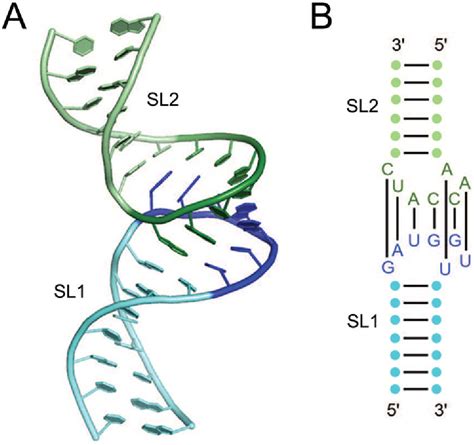 Figure 1 From Rna Quaternary Structure And Global Symmetry Semantic