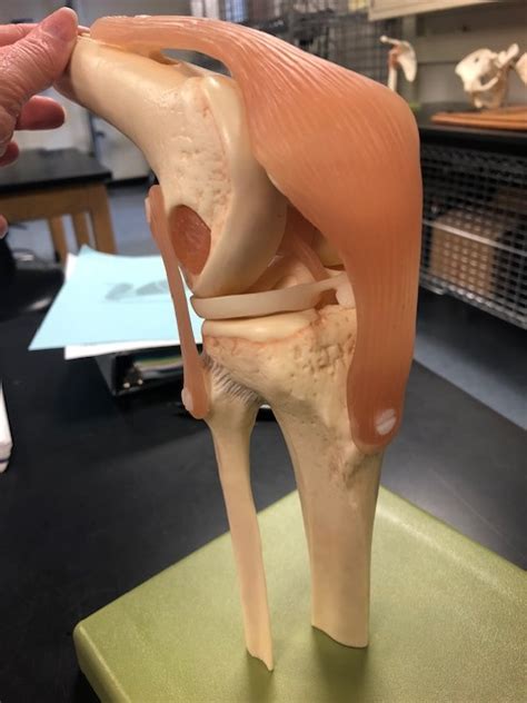 Aandp Lab Exam 2 Knee Joints Diagram Quizlet