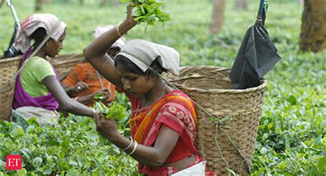 Assam Tea Planters Seek Relaxation In Norm The Economic Times