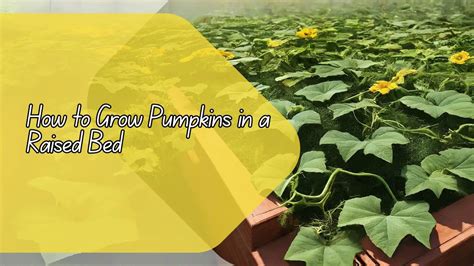 How To Grow Pumpkins In A Raised Bed A Beginners Guide