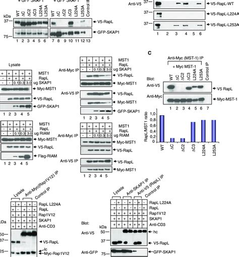 The Rapl L A Mutant Selectively Ablates Skap Binding A V Tagged