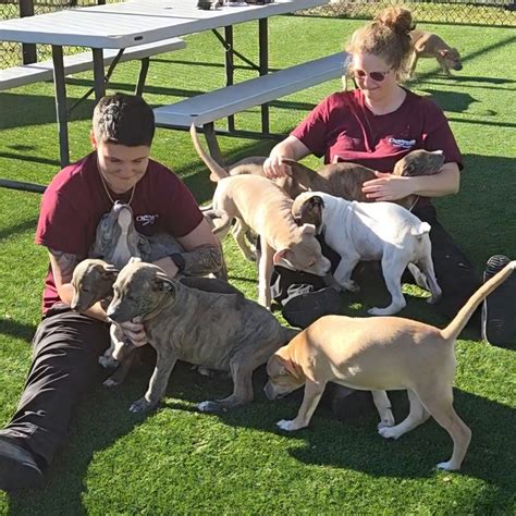 animal shelter chesapeake 7