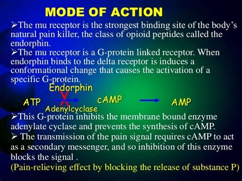 presentation on Endorphin hormone