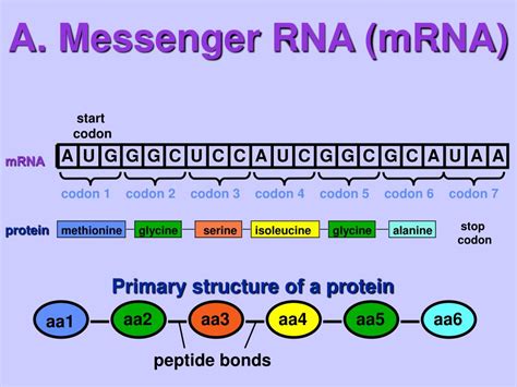 Ppt Protein Synthesis Powerpoint Presentation Free Download Id 6679834